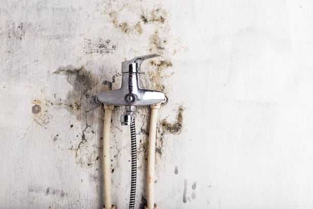 Best DIY Mold Remediation Support Services in Olympia Fields, IL