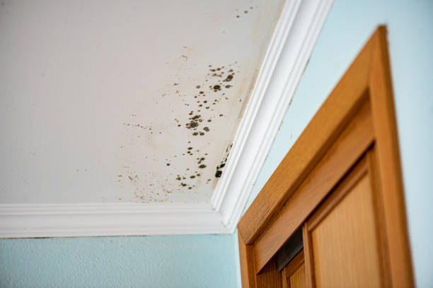 Best Mold Testing and Inspection Services in Olympia Fields, IL