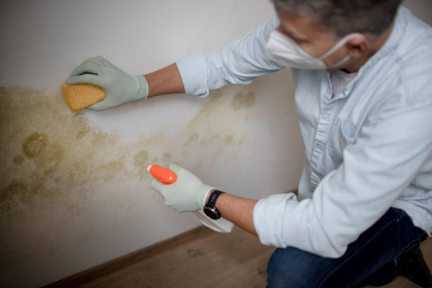 Best Basement Mold Remediation in Olympia Fields, IL