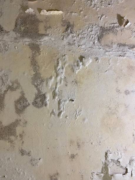 Best Bathroom Mold Remediation in Olympia Fields, IL